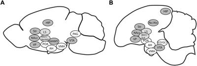 Avian models for brain mechanisms underlying altered social behavior in autism